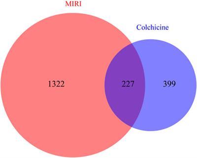 Network Pharmacology-Based Investigation and Experimental Exploration of the Antiapoptotic Mechanism of <mark class="highlighted">Colchicine</mark> on Myocardial Ischemia Reperfusion Injury